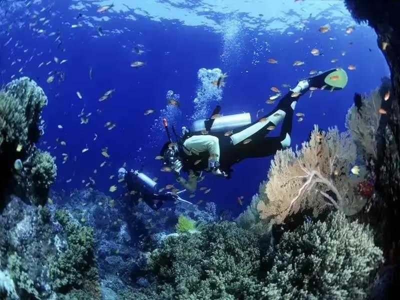 Tourist scuba diving among colorful coral reefs at Coral Island Phuket