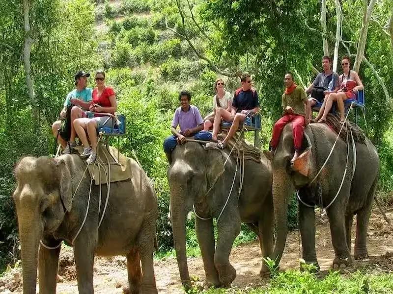 Adventure elephant trekking through scenic hills in Phuket