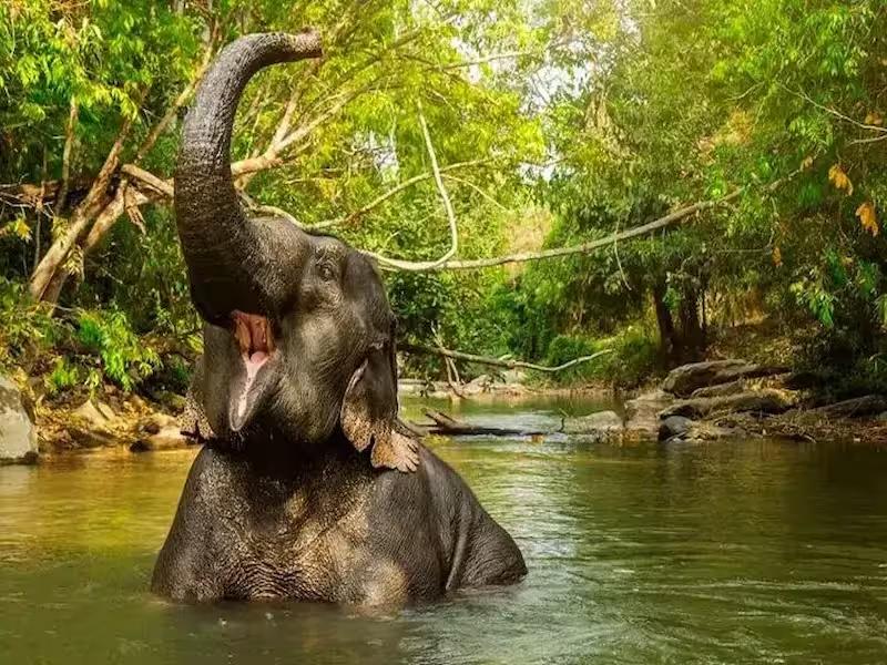 Family enjoying an elephant ride through the forest in Phuket