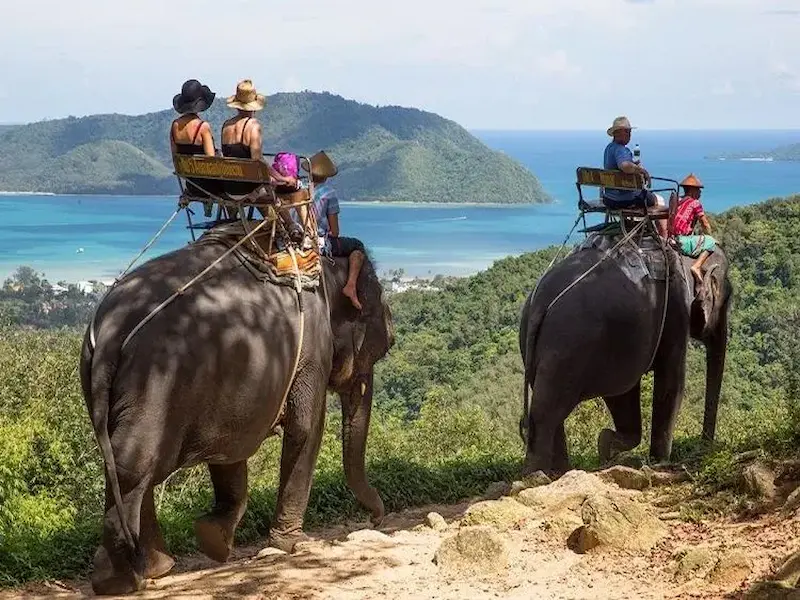 Elephant trekking through lush jungle trails in Phuket, Thailand
