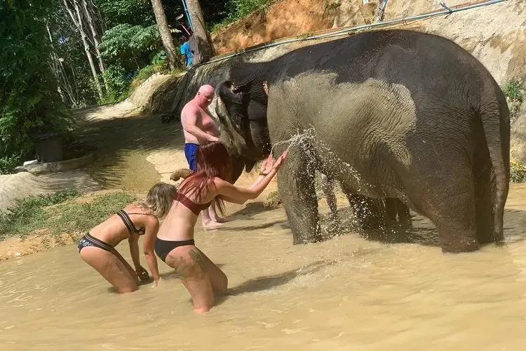 Phuket elephant swimming