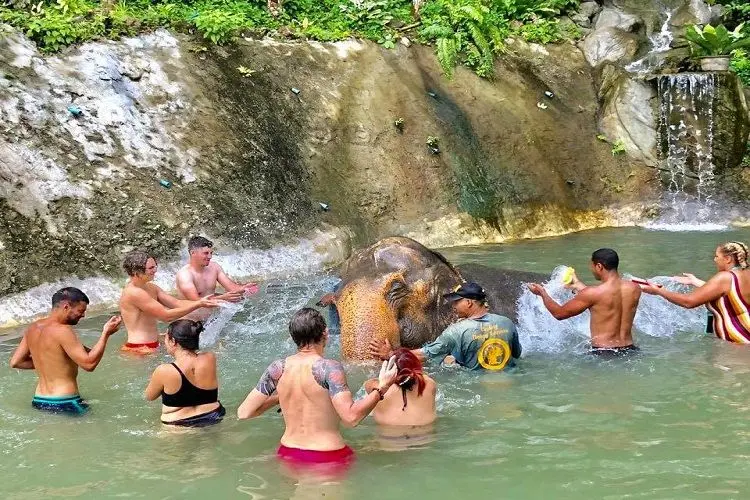 Phuket elephant swimming
