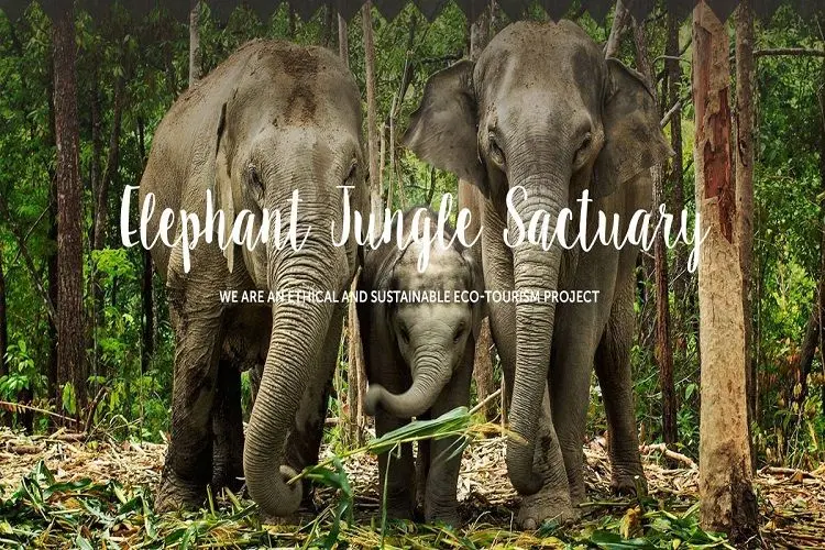 Phuket Elephant Jungle Sanctuary Tours
