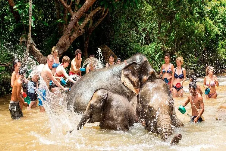 Phuket Elephant Jungle Sanctuary