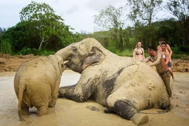 Phuket Elephant Jungle Sanctuary