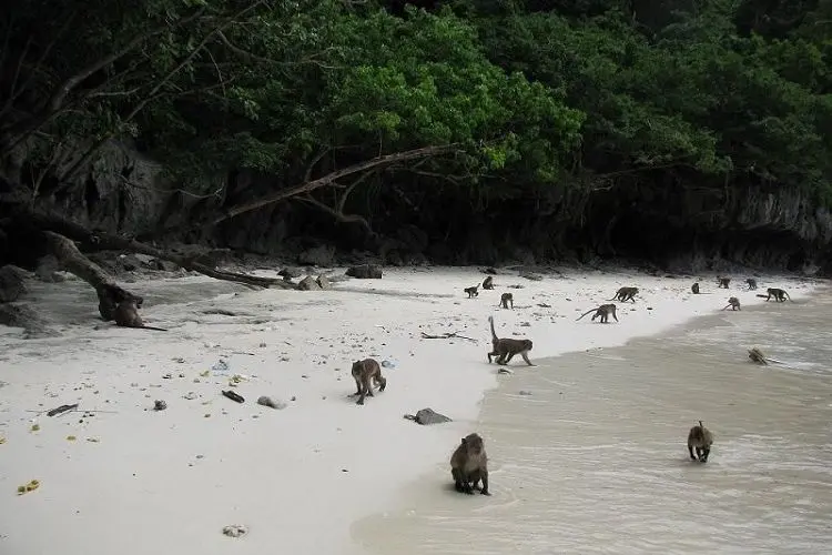 Phi Phi Island tours