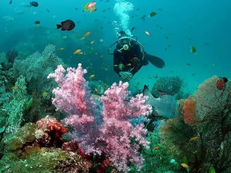 Vibrant healthy coral reef with diverse marine life, perfect for snorkeling in the Similan Islands