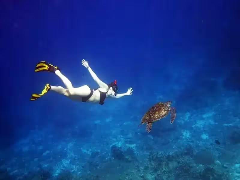 A green sea turtle swimming over coral in the clear water of the Similan Islands