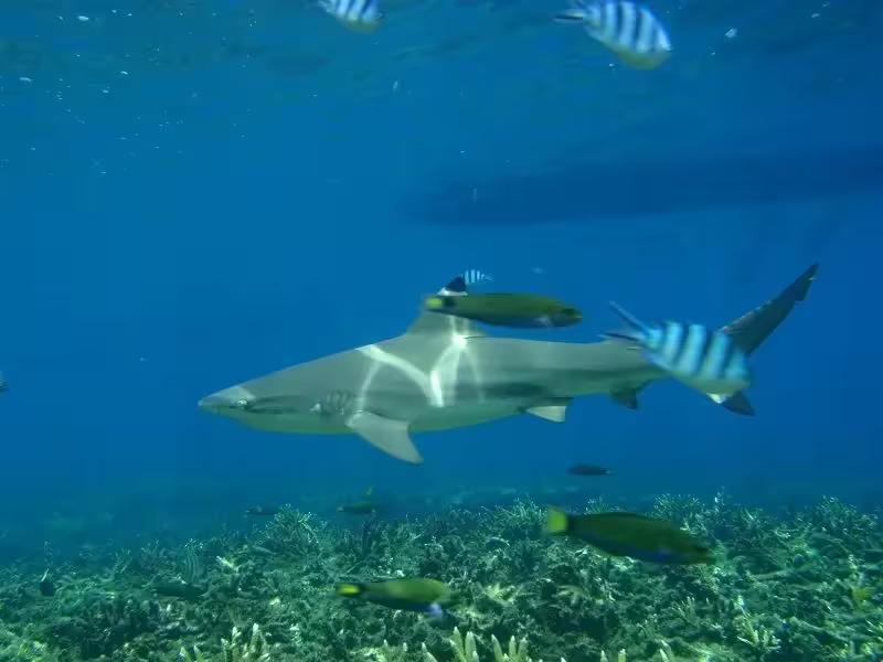 A blacktip reef shark swimming in the waters of the Surin Islands National Park
