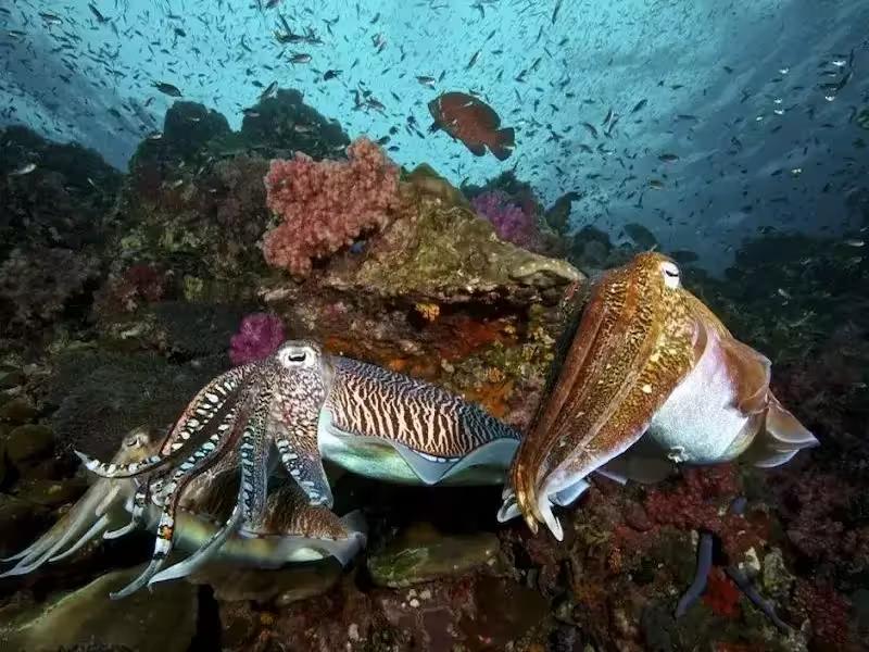 A squid swimming near the vibrant coral reefs of Surin